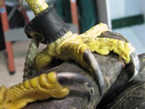 photo found at http://apfalconry.proboards.com/thread/5066/talon-issue
