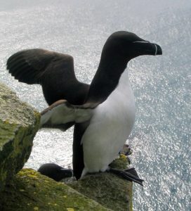 Razorbill on a rock in Iceland