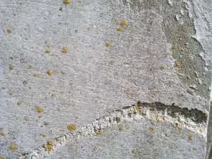 korstmos op hardsteen