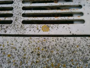korstmossen op auto2