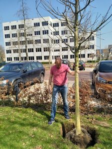 kei en eik- eikenboom planten