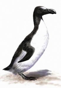 Old drawing of a Razorbill with the same wing position